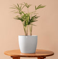 GreenLeaf Plant