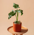 SunGrow Plant