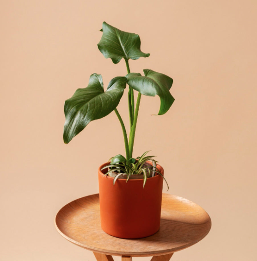 SunGrow Plant