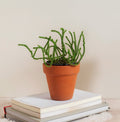Evergreen Plant